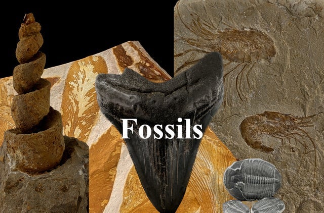 Fossils | Burnie's Rock Shop, Inc. Fossils | Burnie's Rock Shop, Inc.